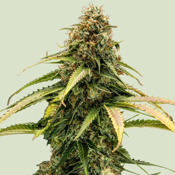 Epsilon F1 | Royal Queen Seeds | Autoflowering