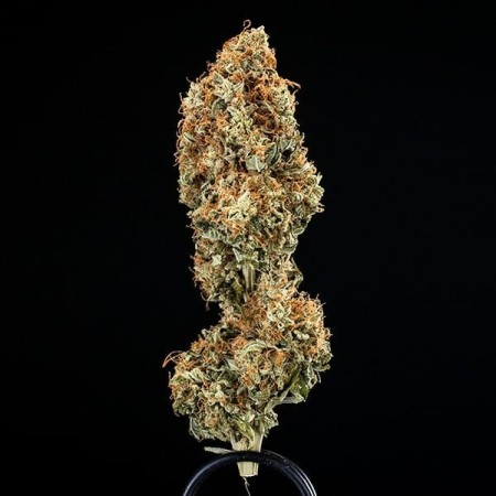 Epsilon F1 | Autoflowering | Royal Queen Seeds