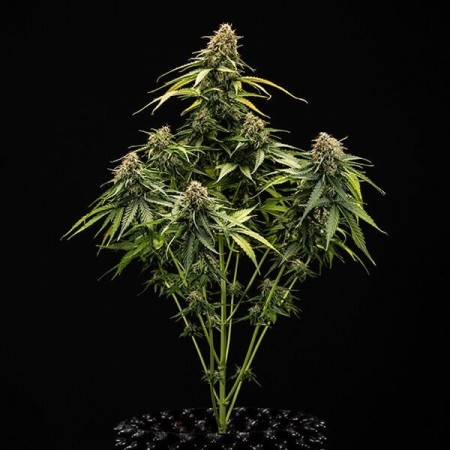 Epsilon F1 | Autoflowering | Royal Queen Seeds
