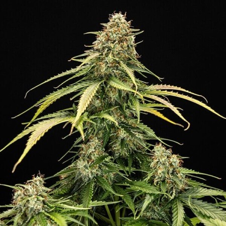 Epsilon F1 | Autoflowering | Royal Queen Seeds
