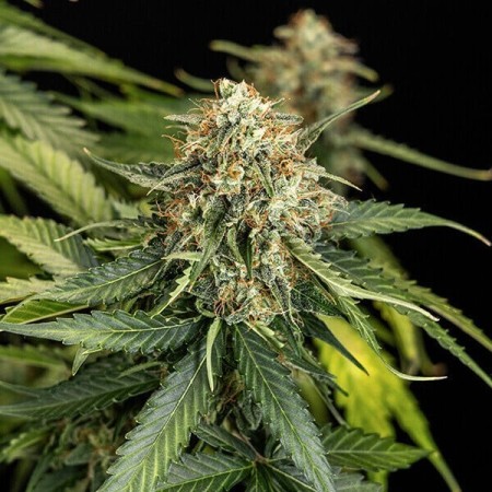Epsilon F1 | Autoflowering | Royal Queen Seeds