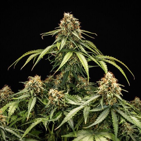 Epsilon F1 | Autoflowering | Royal Queen Seeds