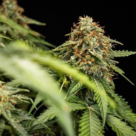 Epsilon F1 | Autoflowering | Royal Queen Seeds