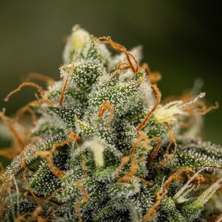 Epsilon F1 | Autoflowering | Royal Queen Seeds