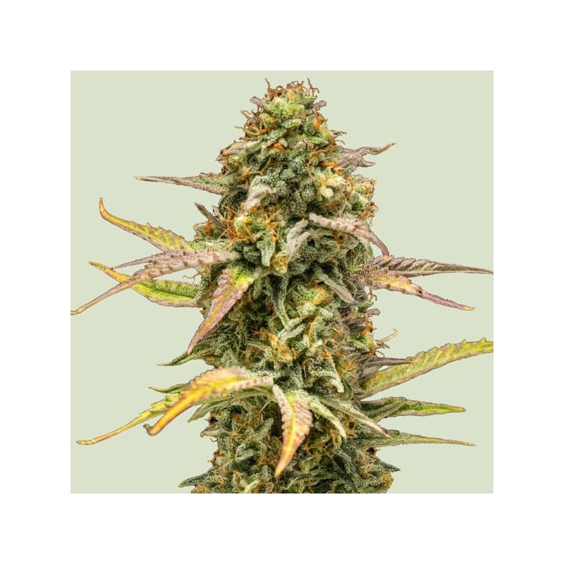 Hyperion F1 | Autoflowering | Royal Queen Seeds