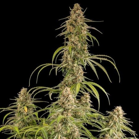 Hyperion F1 | Autoflowering | Royal Queen Seeds