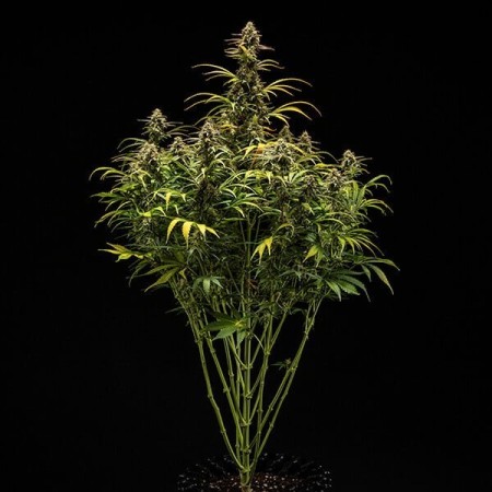 Hyperion F1 | Autoflowering | Royal Queen Seeds