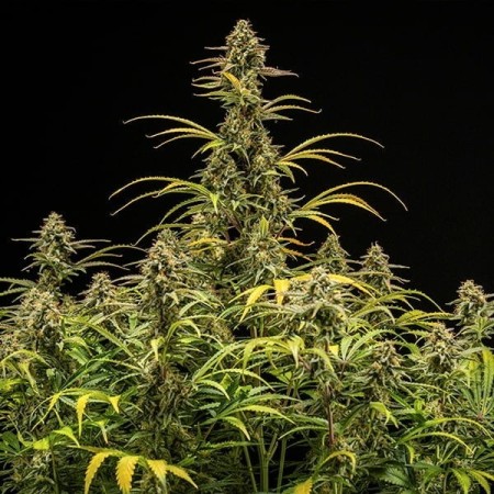 Hyperion F1 | Autoflowering | Royal Queen Seeds
