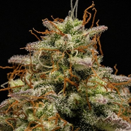 Hyperion F1 | Autoflowering | Royal Queen Seeds