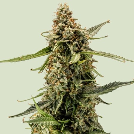 Titan F1 | Autoflowering | Royal Queen Seeds