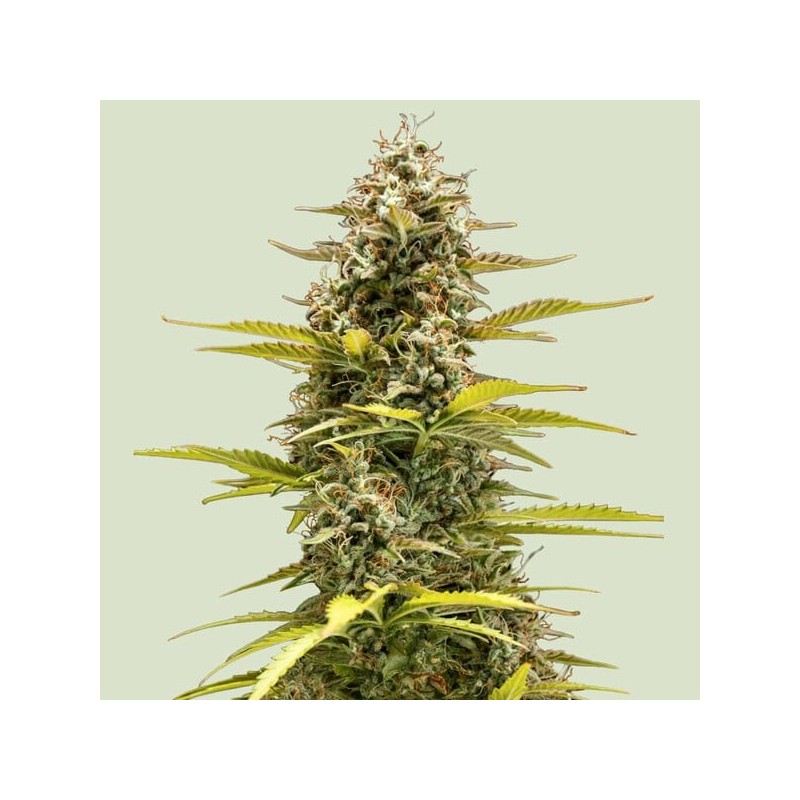 Cosmos F1 | CBD | Royal Queen Seeds