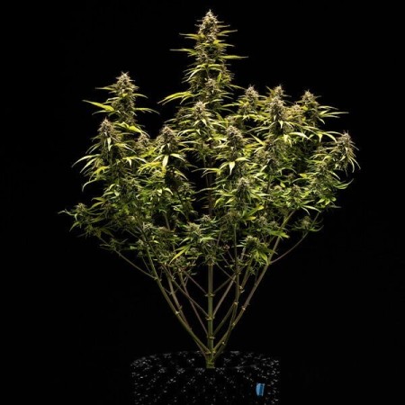 Cosmos F1 | CBD | Royal Queen Seeds