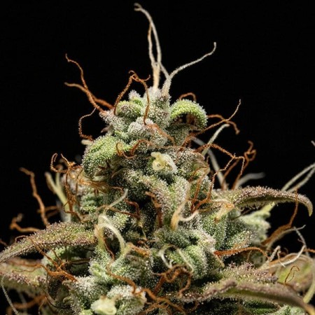 Cosmos F1 | CBD | Royal Queen Seeds