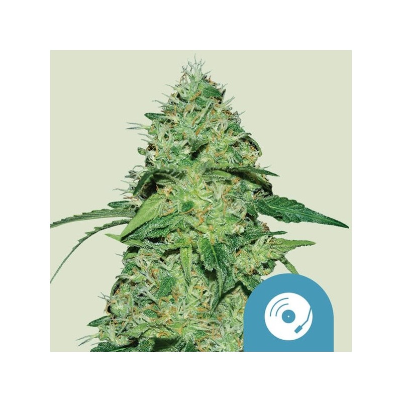 Joanne's | CBD | Royal Queen Seeds