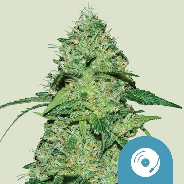Joanne's | Royal Queen Seeds | CBD