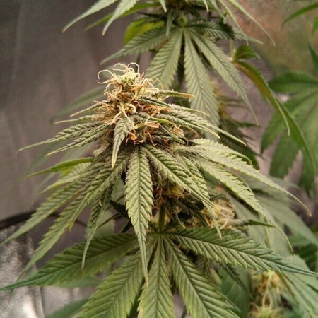 Joanne's | CBD | Royal Queen Seeds