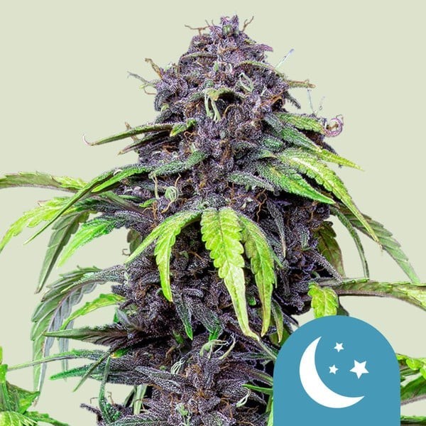 Purplematic | Royal Queen Seeds | CBD