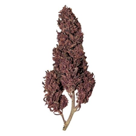 Purplematic | CBD | Royal Queen Seeds