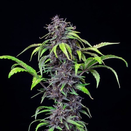Purplematic | CBD | Royal Queen Seeds