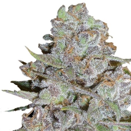 Bubblegum x Fat HOG | Feminized | Growerschoice Seeds
