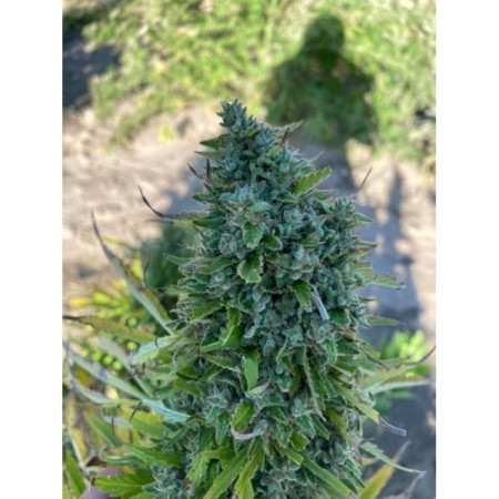 Blue Forest Berry | Feminized | Growerschoice Seeds