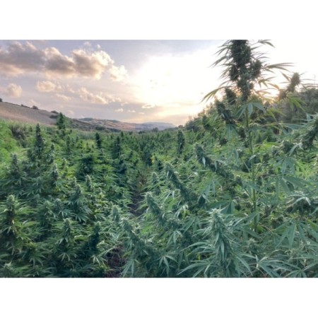 Blue Forest Berry | Feminized | Growerschoice Seeds