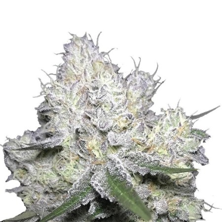 Weddingcake x Frosty Gelato | Feminized | Growerschoice Seeds