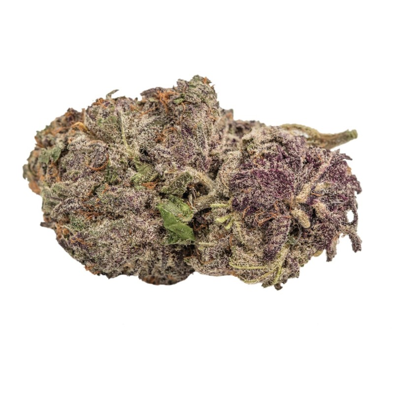 Ultra Violet GMO | Feminized | Growerschoice Seeds