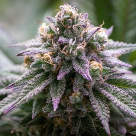 Ultra Violet GMO | Feminized | Growerschoice Seeds