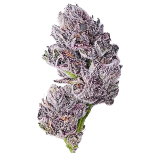 Triploid F1 Iced sangria | Growerschoice Seeds | Feminized