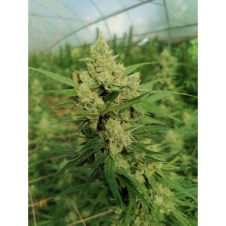 The Real Amnesia | Feminized | Growerschoice Seeds