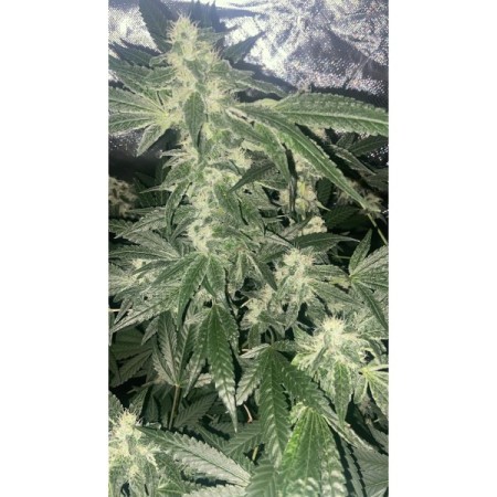 Sour Zkittlez | Feminized | Growerschoice Seeds