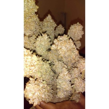 Sour Zkittlez | Feminized | Growerschoice Seeds