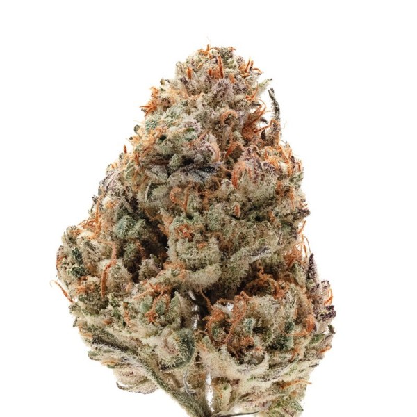 Silvergrape Sherbet | Growerschoice Seeds | Feminized