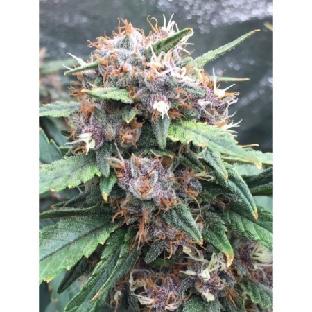 Red Banana Berry | Feminized | Growerschoice Seeds
