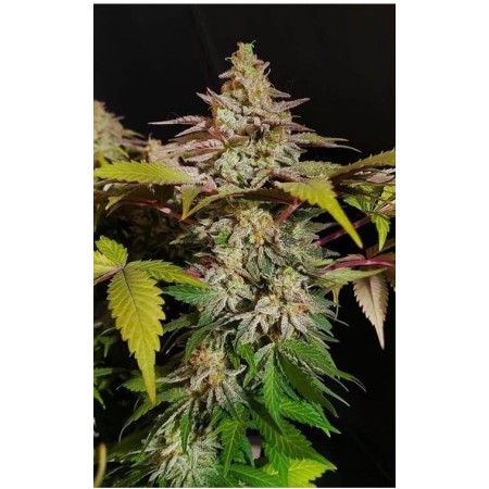 Rainbow Candy | Feminized | Growerschoice Seeds