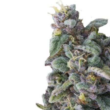 Rainbow Candy | Feminized | Growerschoice Seeds
