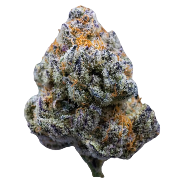 Platinum Mimosa Cookies Fast Version | Growerschoice Seeds | Feminized