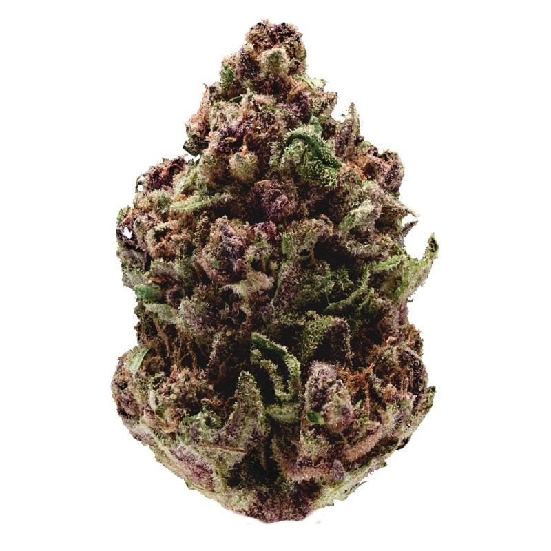 Pink Magic fast version | Feminized | Growerschoice Seeds