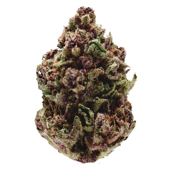 Pink Magic fast version | Growerschoice Seeds | Feminized