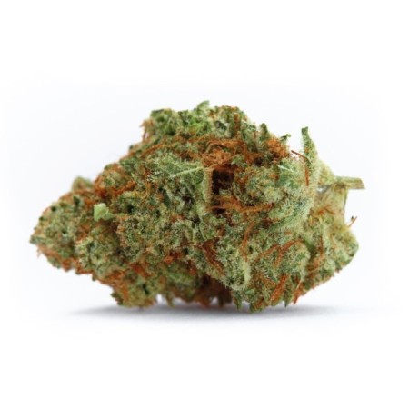Naranja Biscotti fast version | Feminized | Growerschoice Seeds