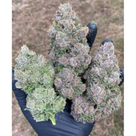 Mimosa Gusher Limited Edition | Feminized | Growerschoice Seeds