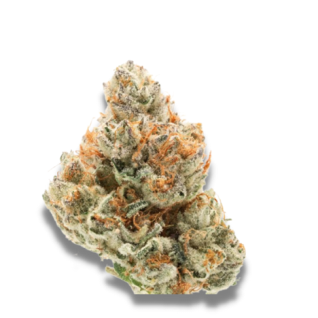 Chocolate Sherbet | Feminized | Growerschoice Seeds