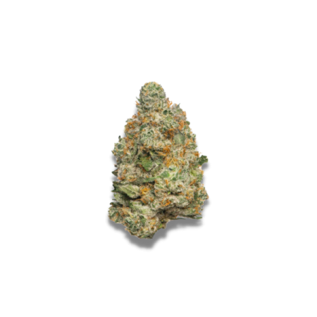 Apple Fritter  | Autoflowering | Growerschoice Seeds