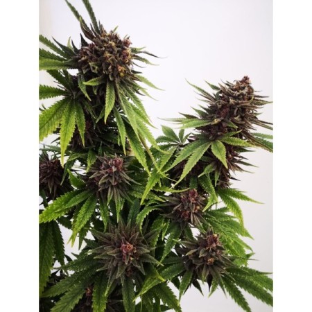 Blue Diesel  | Autoflowering | Growerschoice Seeds