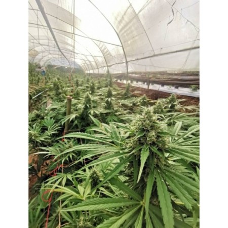 Braindamage  | Autoflowering | Growerschoice Seeds