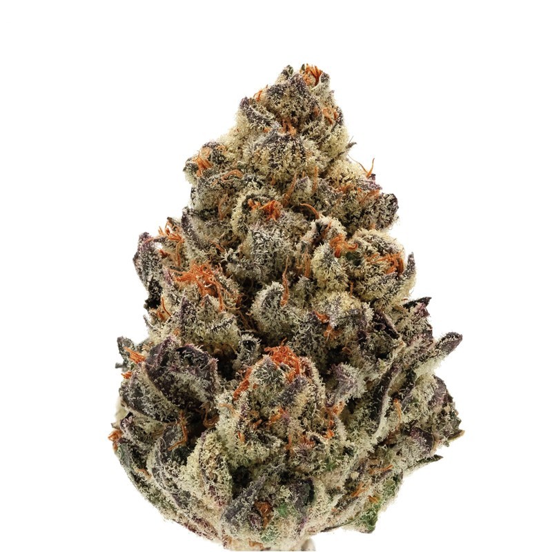 Bruce Banner  | Autoflowering | Growerschoice Seeds