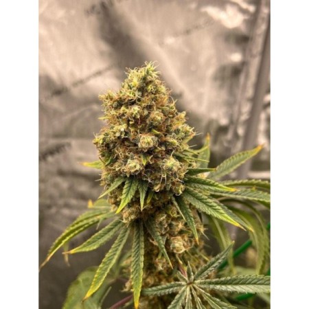 Cherry Zoap  | Autoflowering | Growerschoice Seeds