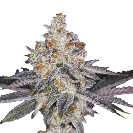 Double xl Banana Sherbet | Autoflowering | Growerschoice Seeds