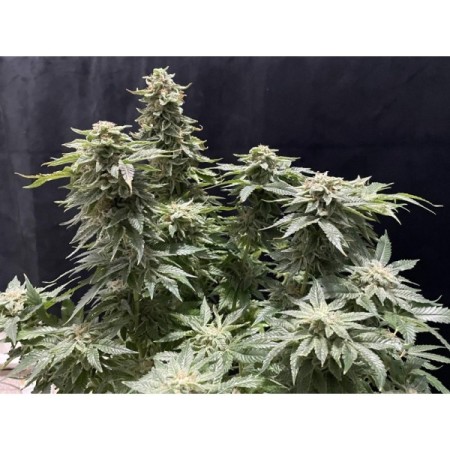 Double xl Banana Sherbet | Autoflowering | Growerschoice Seeds